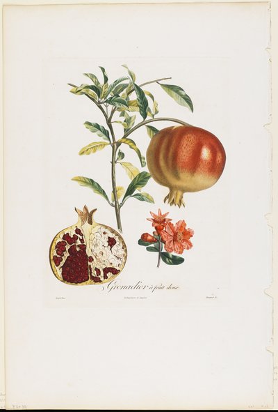 Grenadier a fruit doux, from Traite des Arbres Fruitiers by Pierre Jean Francois Turpin